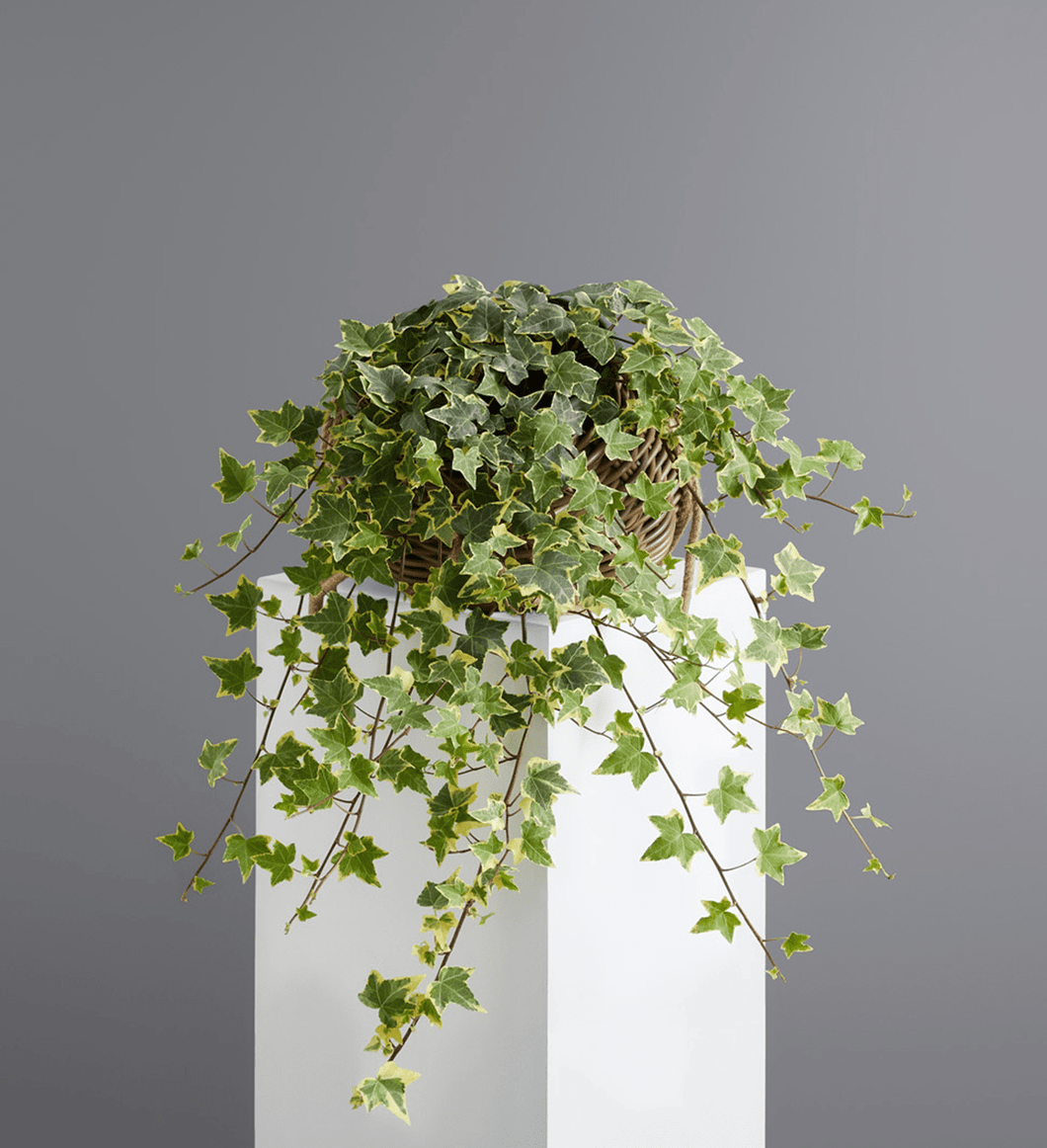 Ivy Plant