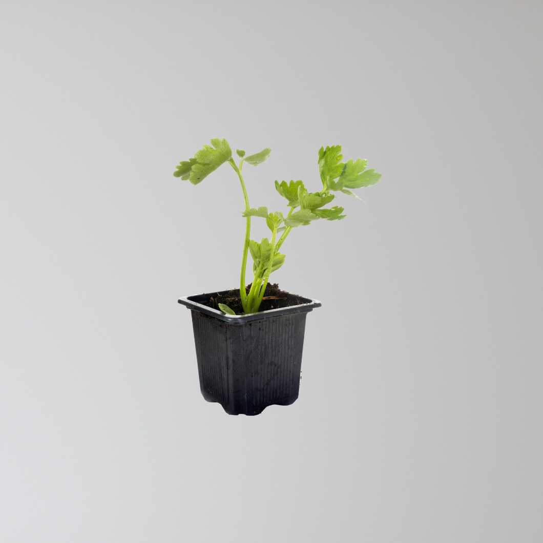 Celery Seedlings