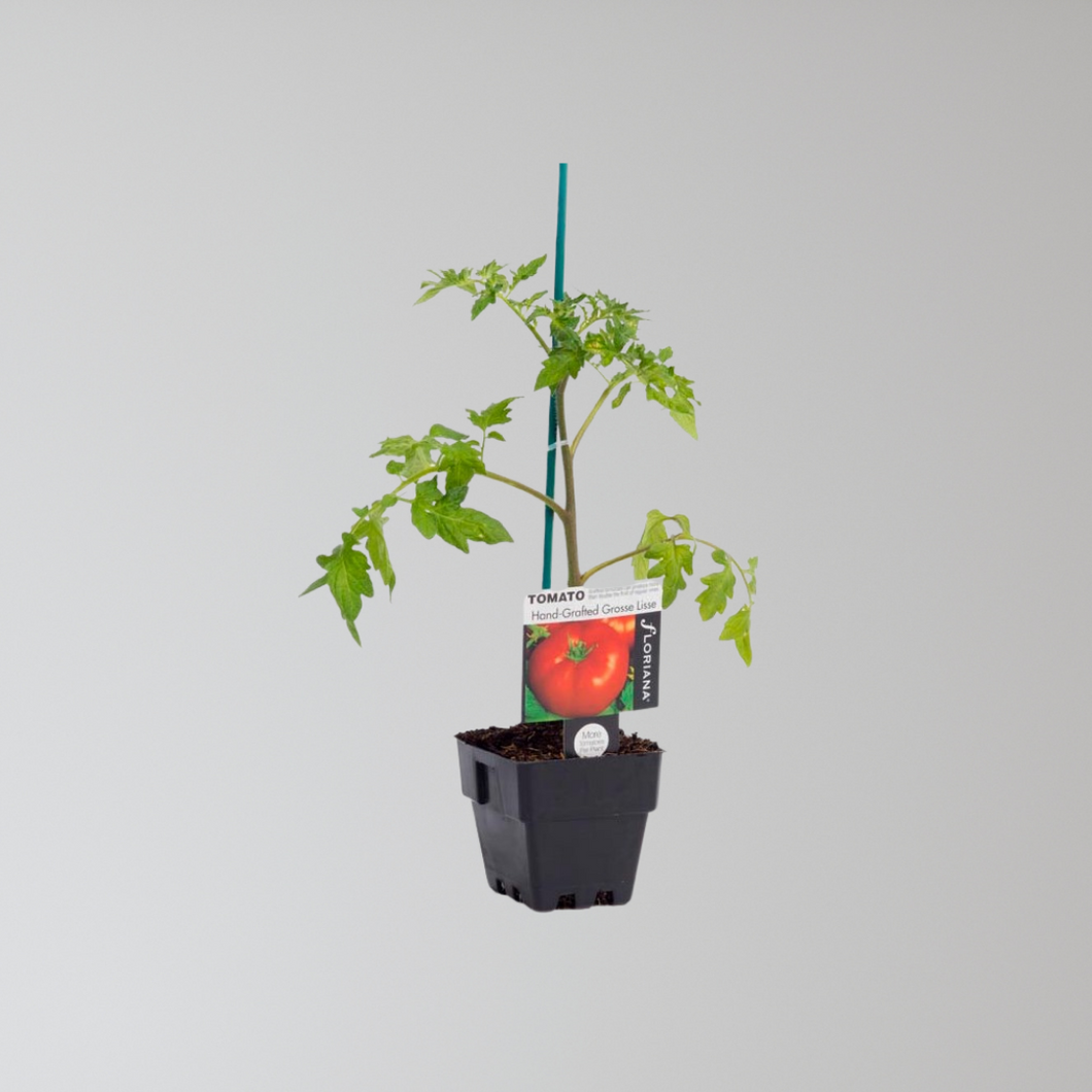 Grosse Lisses Tomato Seedling