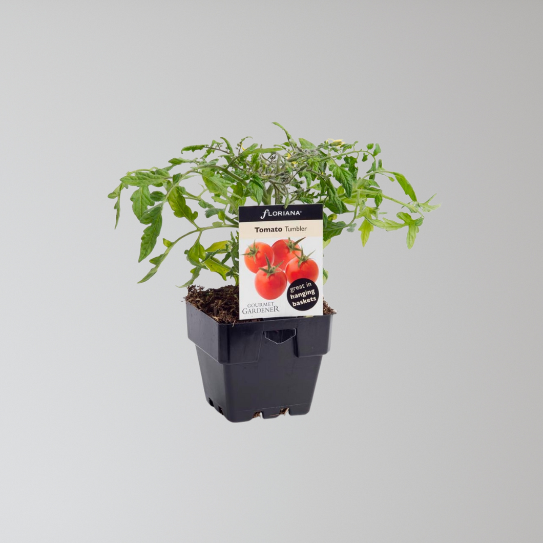 Tumbler Tomato Seedling